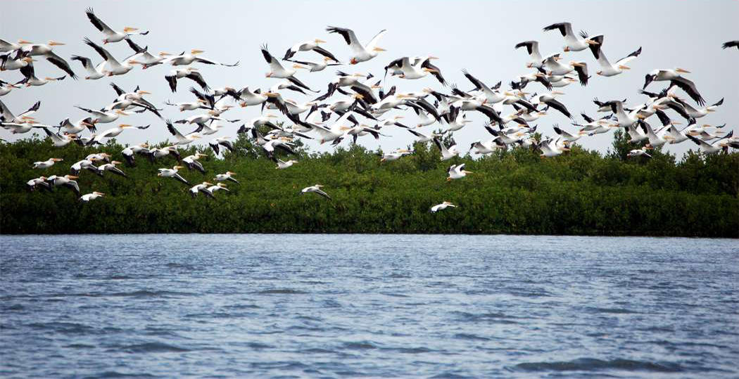Birds Flying Over Water
